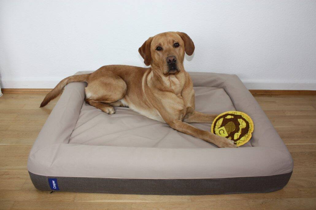 Casper Bett mit Hund